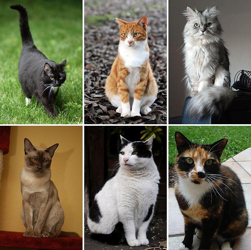 Collage of six cats 02
